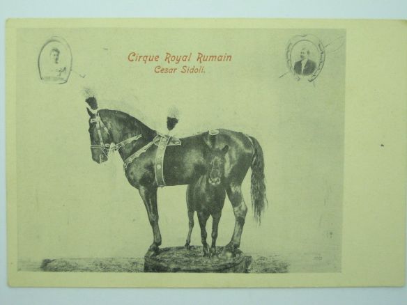Circus-Horses-Royal-Bumain-Cesar-Sidoli-O8F-S16794